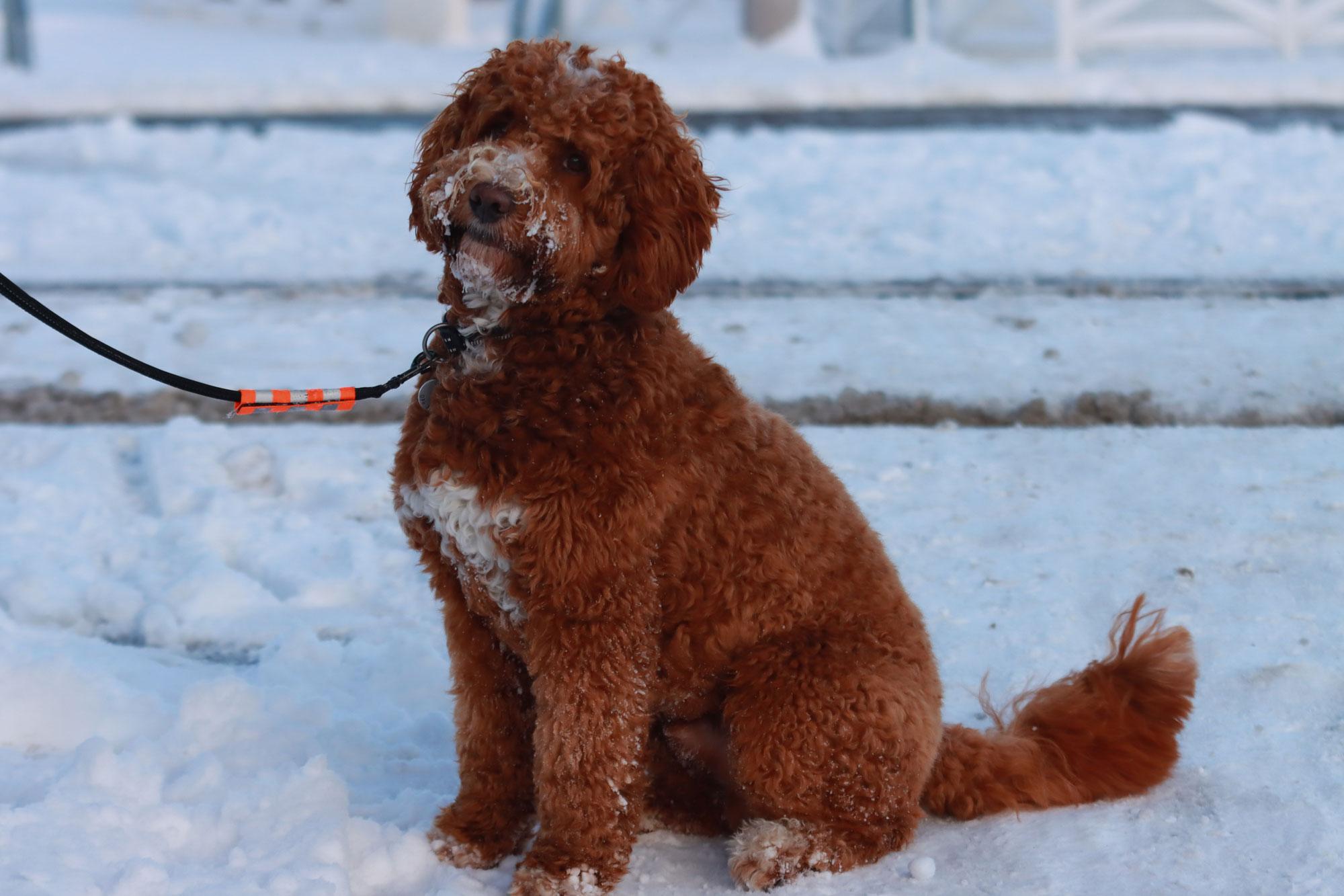 7 Proven Strategies for Training Your Labradoodle or Goldendoodle 4 7 Doodle Training Tips