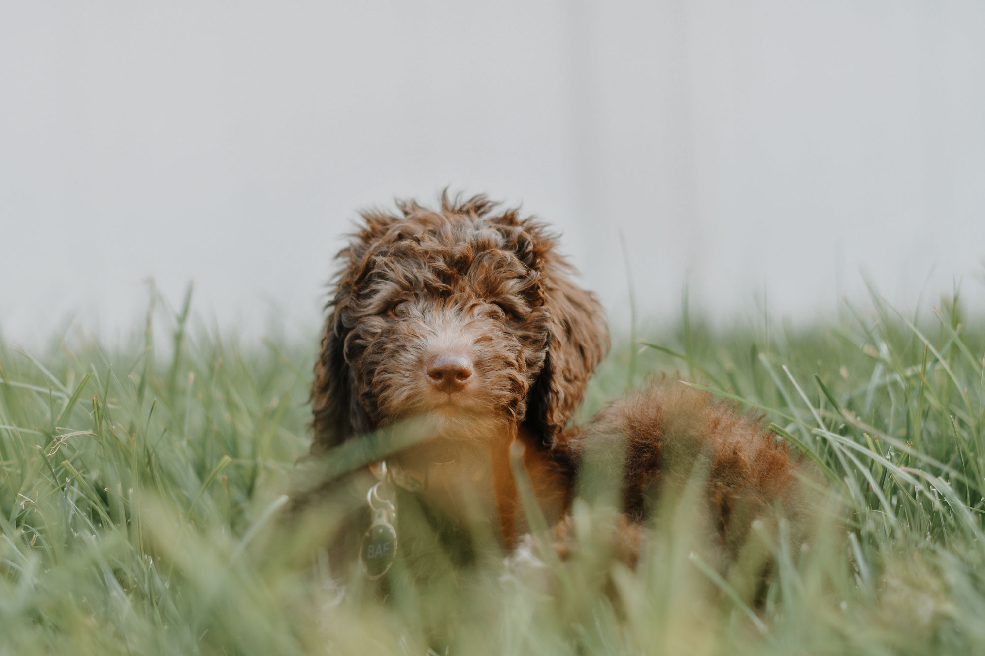 7 Proven Strategies for Training Your Labradoodle or Goldendoodle 2 Tips For Training Doodle Puppies