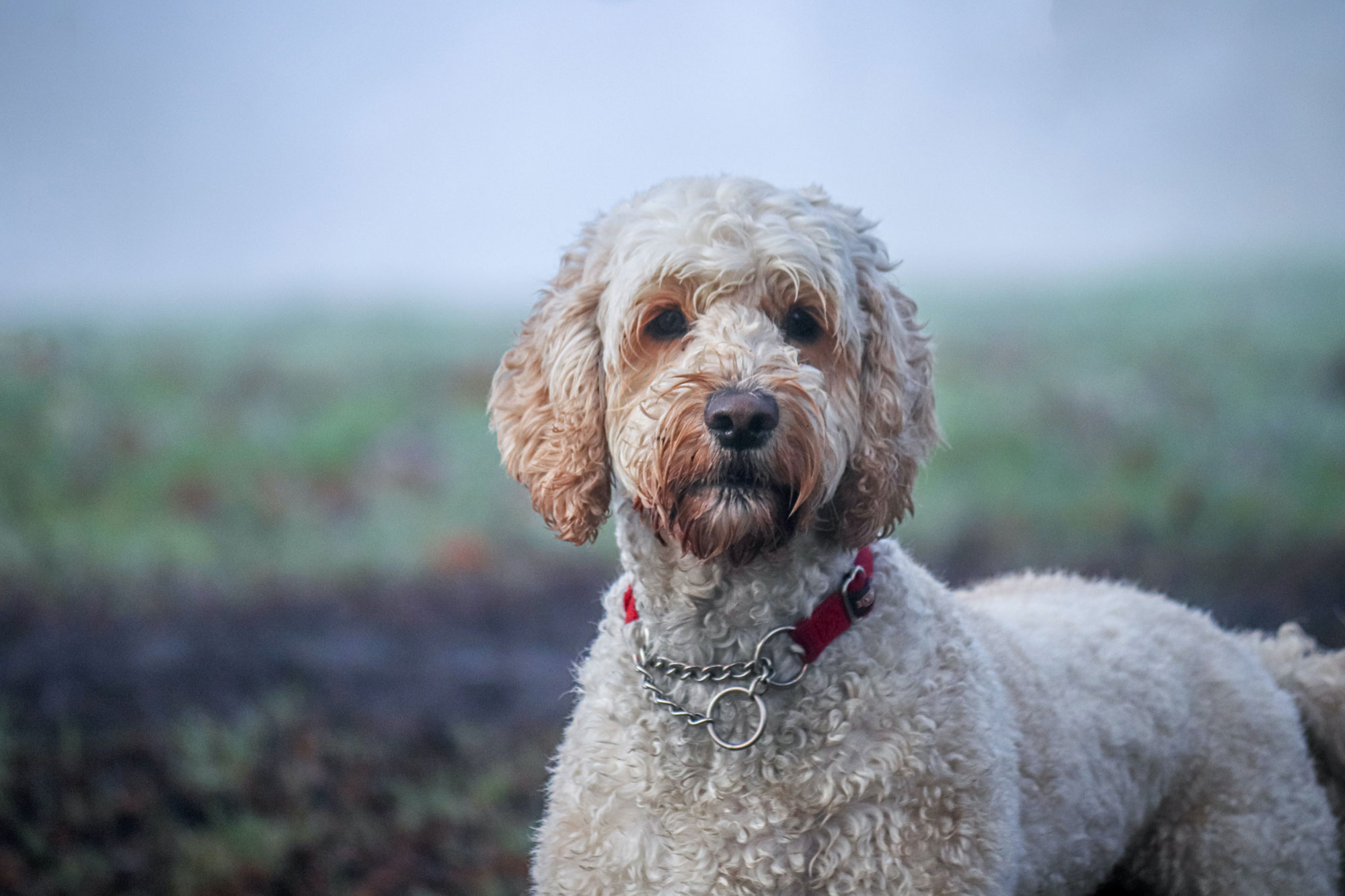 7 Proven Strategies for Training Your Labradoodle or Goldendoodle 3 Training Your Labradoodle